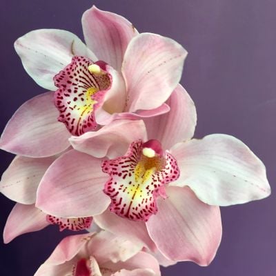 Орхидея  Цимбидиум. Голландия.Бело-розовая .