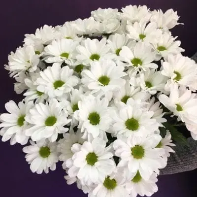  Бакарди белая .Голландия